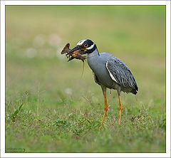 photo "Crawled"