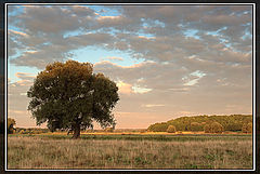 photo "Morning"