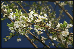 photo "cherry flowers"