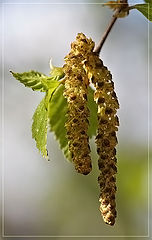 photo "Spring Mood"