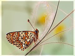 photo "***"