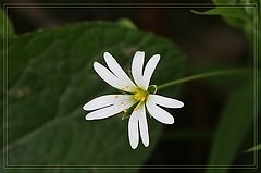photo "Again spring has come..."