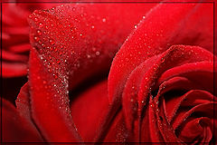 photo "About Passion...."
