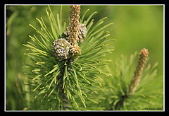 photo "Pine cone"