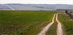 photo "Field"