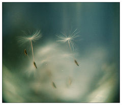 photo ".ballet dancing..."