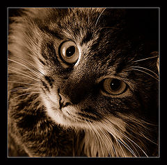 photo "***"