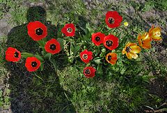 photo "Self-portrait with flowers"