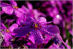 photo "*"