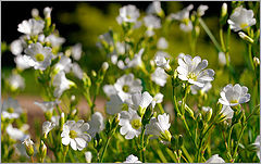 photo "Whites"