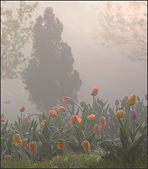 photo "***"