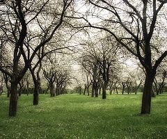 фото "Яблоневый сад"