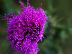 photo "Thistle head"