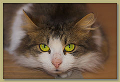 фото "Our sweet little Lucky"