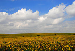 photo "***"