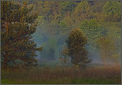 photo "Verdure of Spring..."