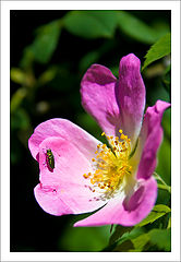 photo "Just a flower and a little bug"