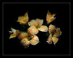 photo "***"