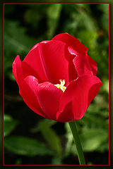 photo "***"