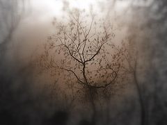 фото "shadow"