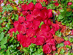 photo "Roses on the wall"