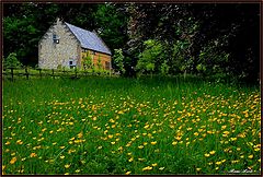 фото "farmhouse between flowers"