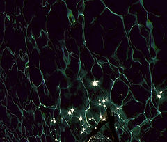 фото "..."