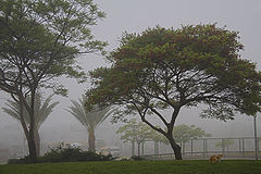 photo "Fog"