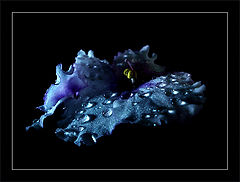 photo "***"