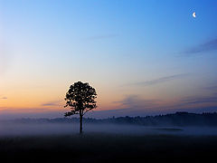 photo "***"