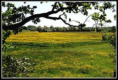 photo "Dutch landscape"