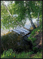 фото "Берёзы"