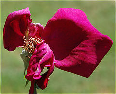 photo "Lady in Red."