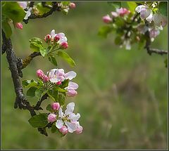 photo "Blossoms on the old apple tree"