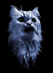 photo "Cheshire Cat"