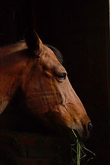 photo "my mare"