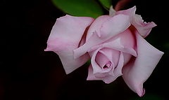 фото "a rose"