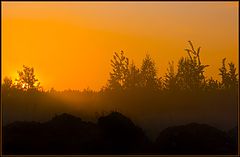 photo "Yellow fog"
