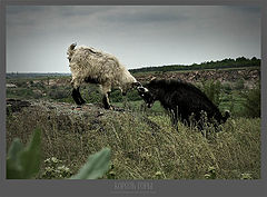 photo "King of mountain"