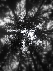 фото "***"