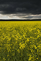 photo "Black clouds"