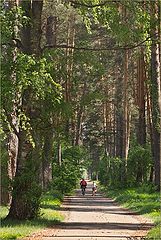 photo "On walk in wood"