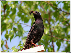 photo "Family prOvider"