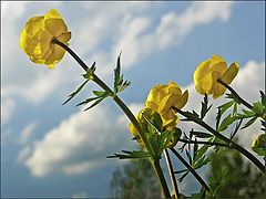 photo "Trollius"