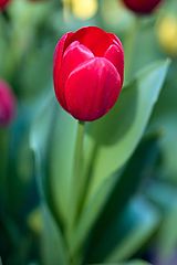 фото "Red Tulip"