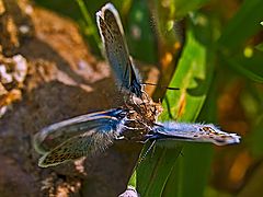 photo "Three butterflys"