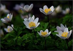 photo "Anemone"