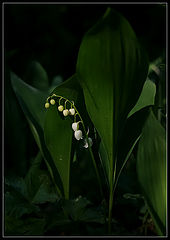 photo "Suzuran in the shade"