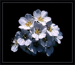 photo "***"