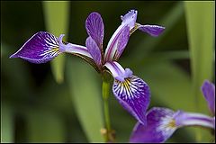 photo "Iris"